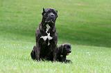 CANE CORSO 1182